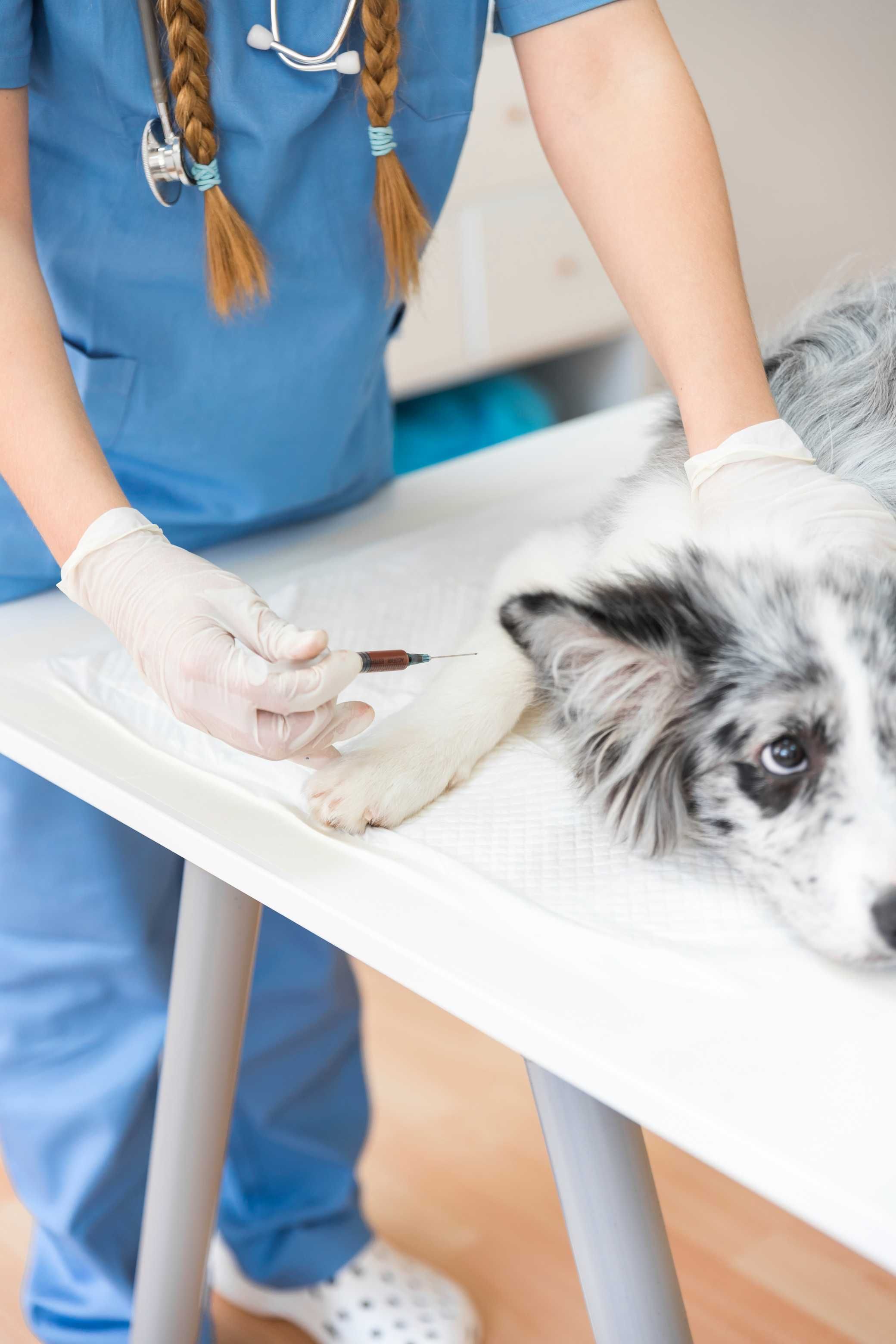 Acupuntura na Vida de Cão