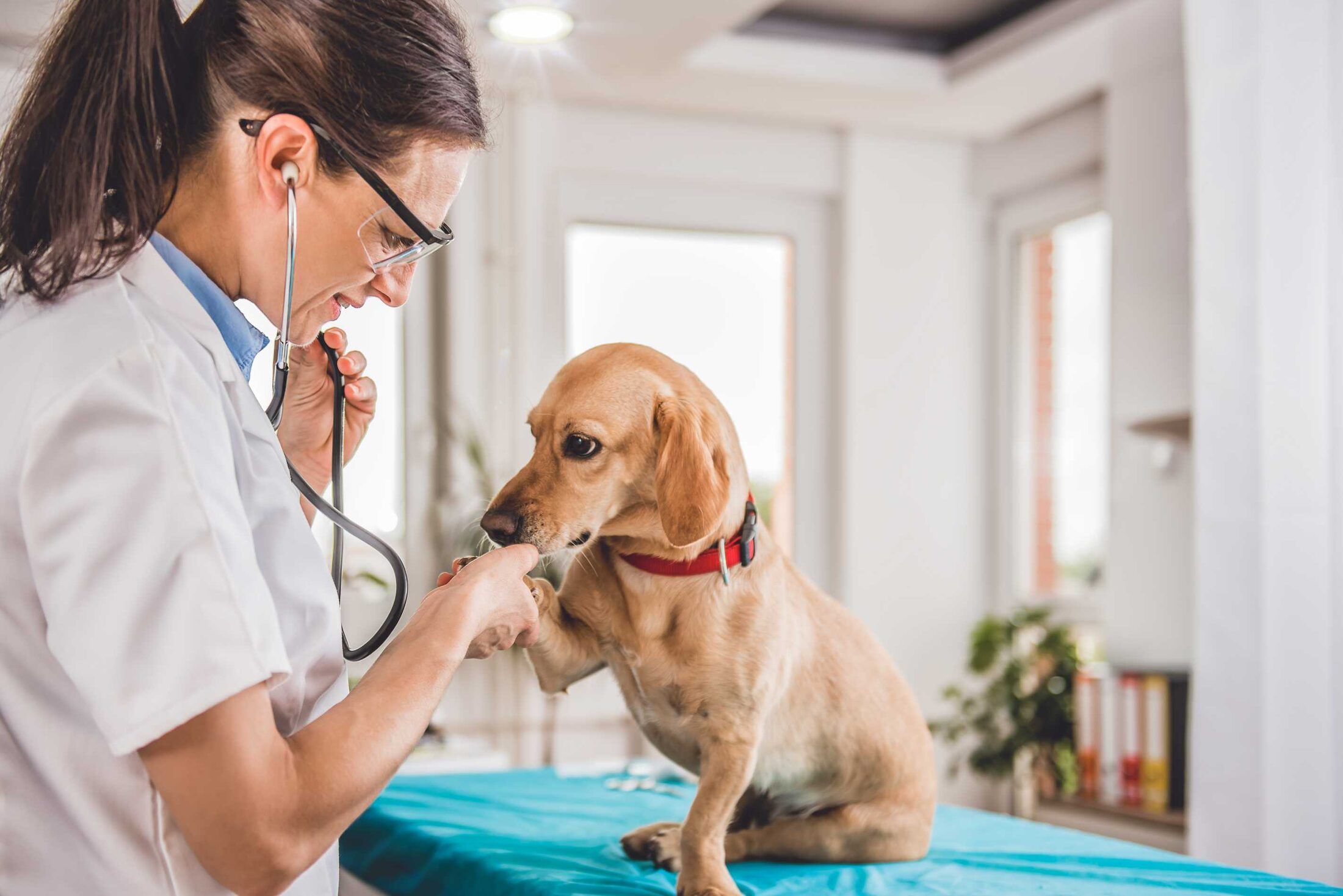 Atendimento Domiciliar na Vida de Cão