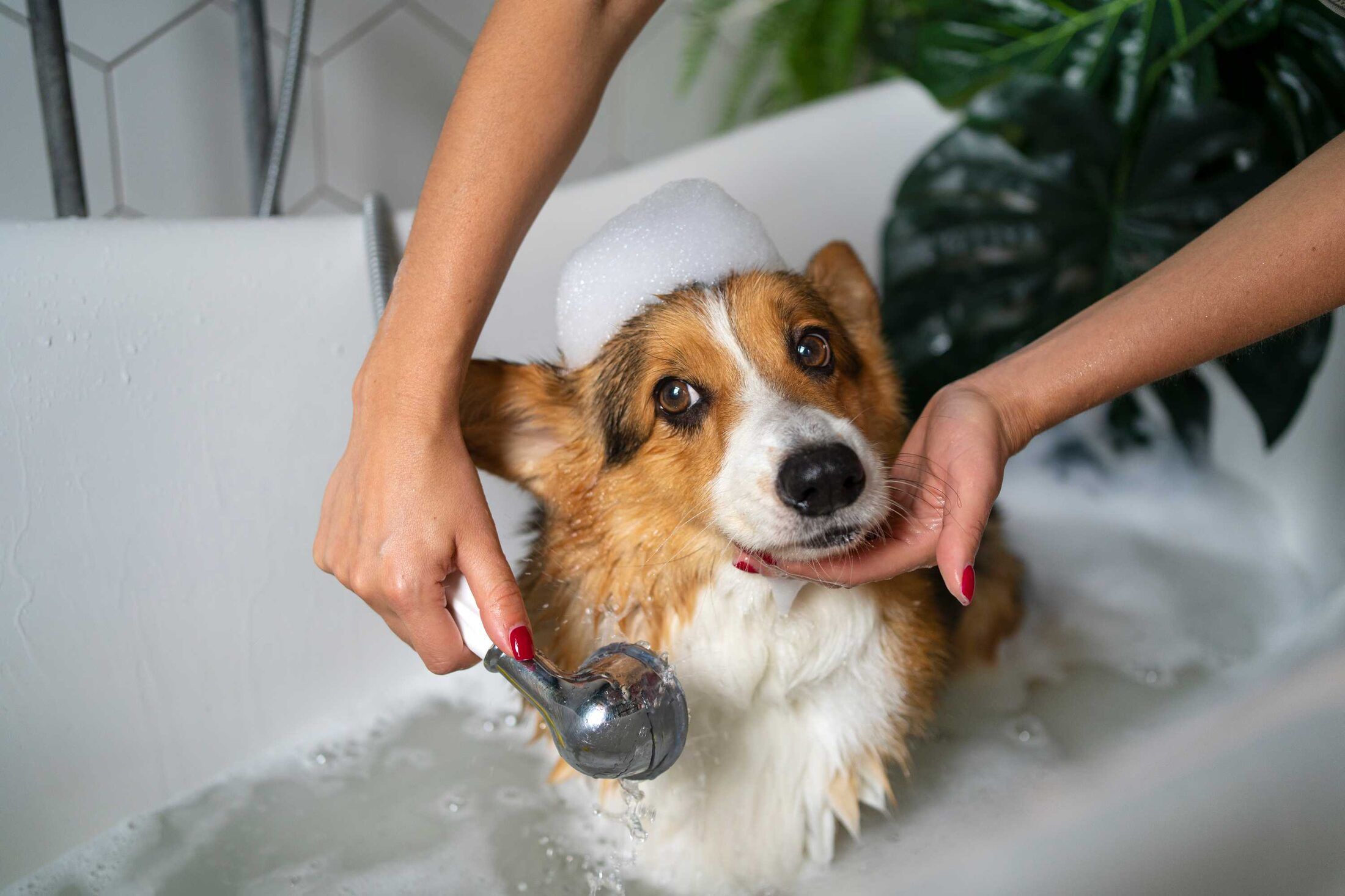 Banho e Tosa na Vida de Cão