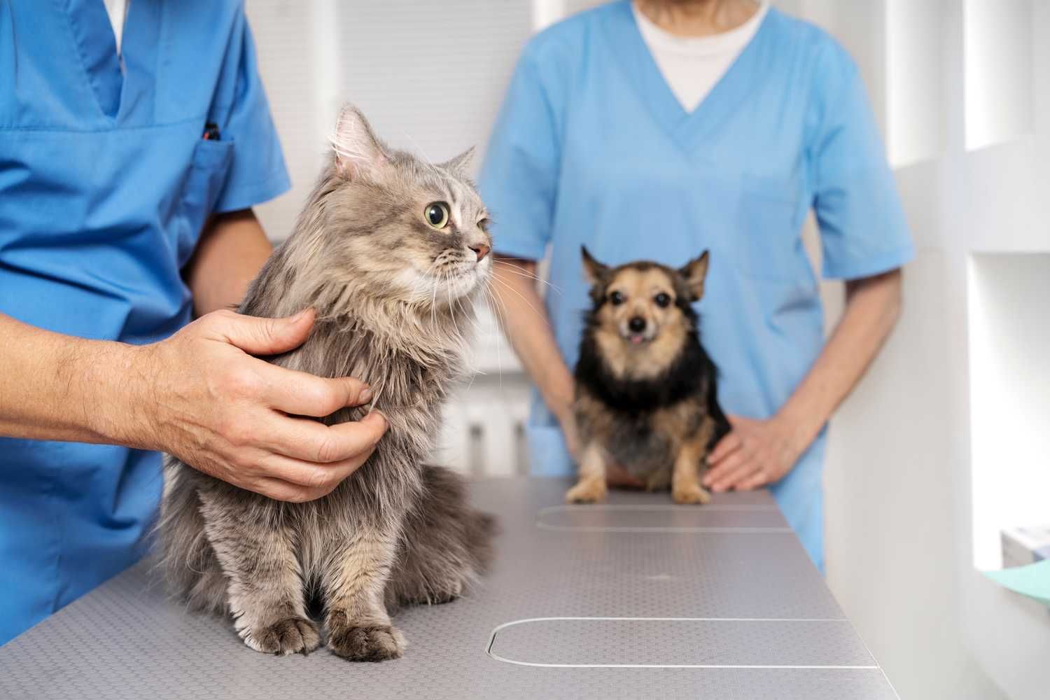 Cirurgia na Vida de Cão
