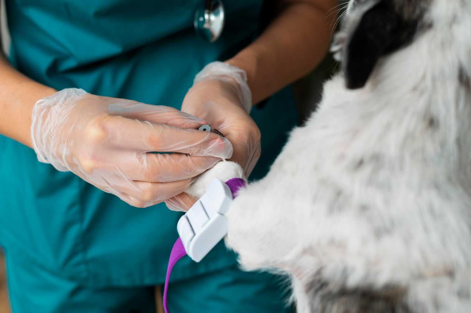 Ecocardiograma na Vida de Cão