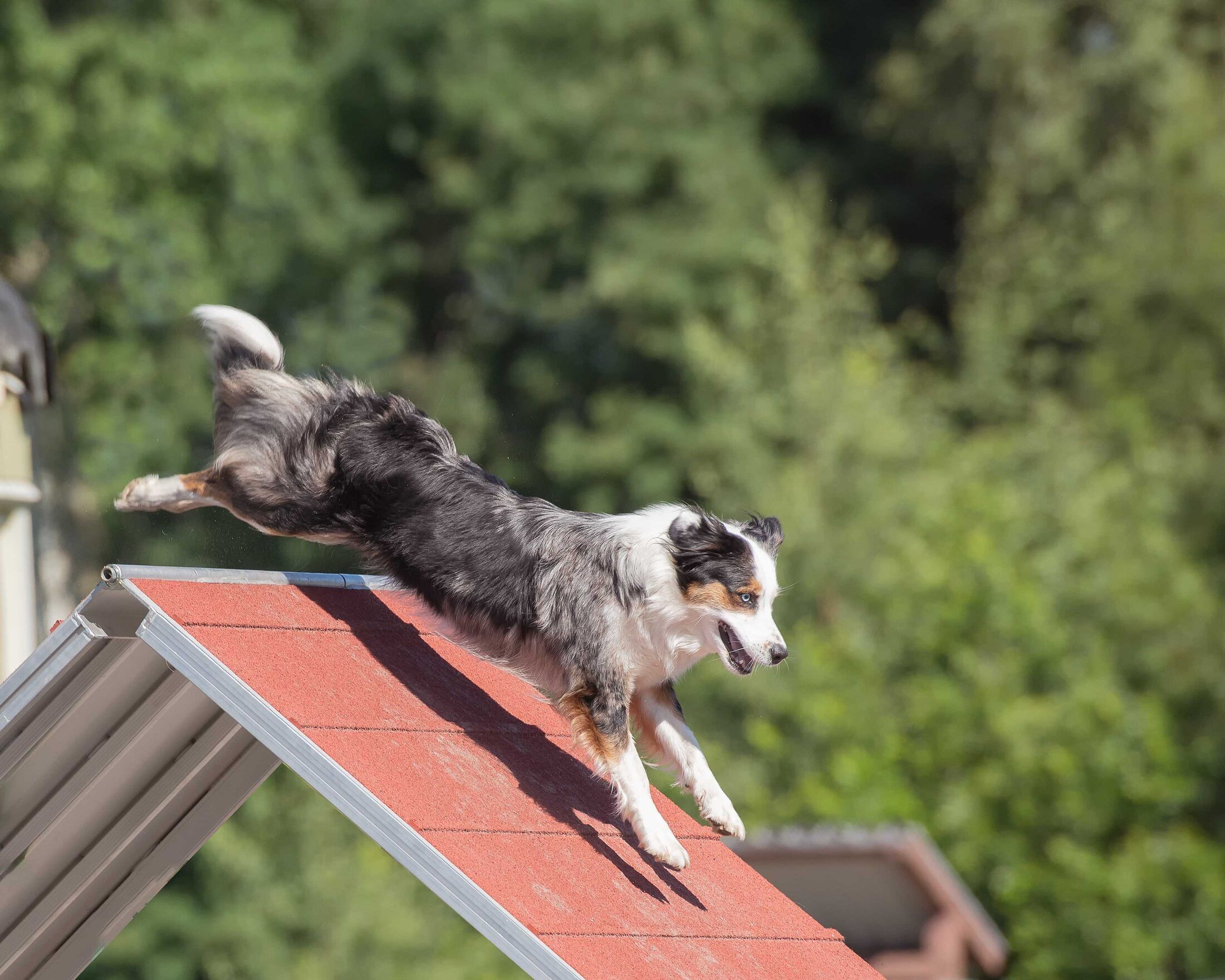 Hotelzinho Pet na Vida de Cão