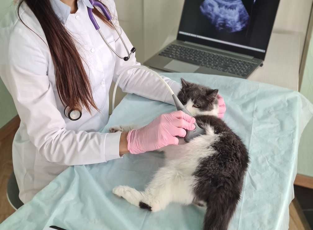 Ultrassom na Vida de Cão